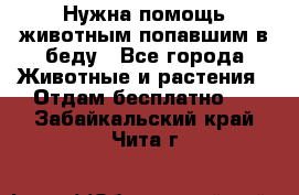 Нужна помощь животным попавшим в беду - Все города Животные и растения » Отдам бесплатно   . Забайкальский край,Чита г.